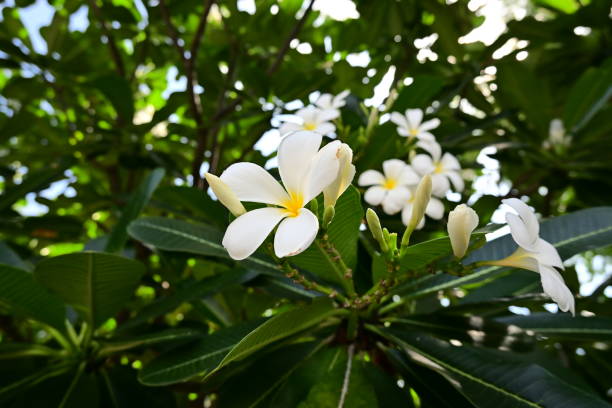 istock Frangipani - Plumeria flower, Thailand 1251078629