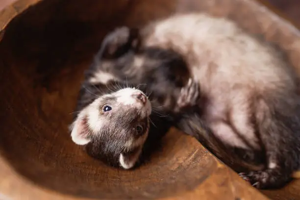 Sable ferret posing on wood background. Fluffy ferret pet posing in a studio setting