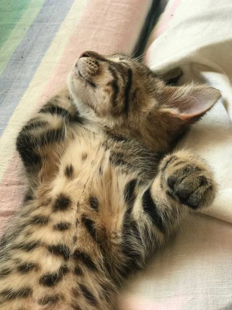 istock kitten with black spots like a leopard sleeps on his back 1251080484