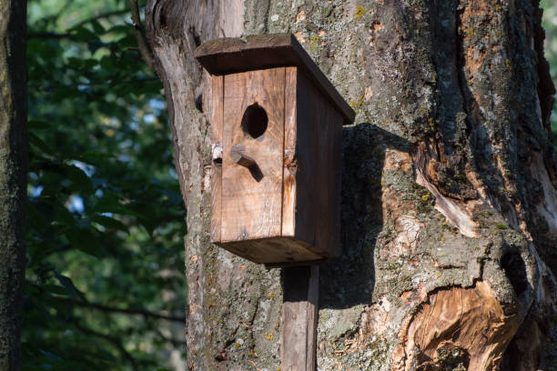 istock An old wooden birdhouse hangs on a thick tree in the forest. 1251081830