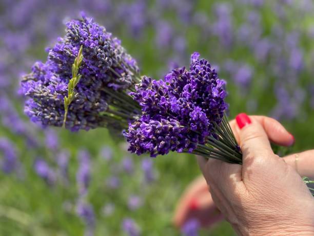 istock lavander fields and women hands holding bunch of lavender 1251083724