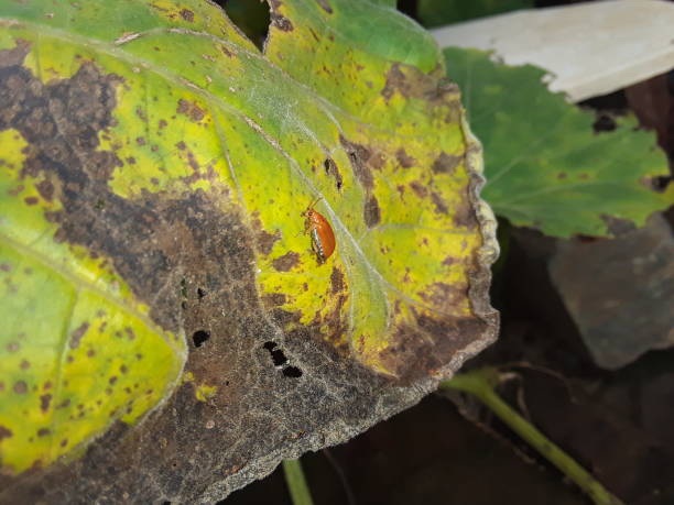 istock The Indian yellow small insects 1251084619