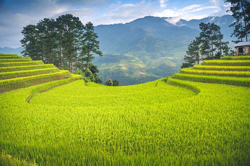 Beautiful landscape green rice fields prepare the harvest on terraced sunset mountain