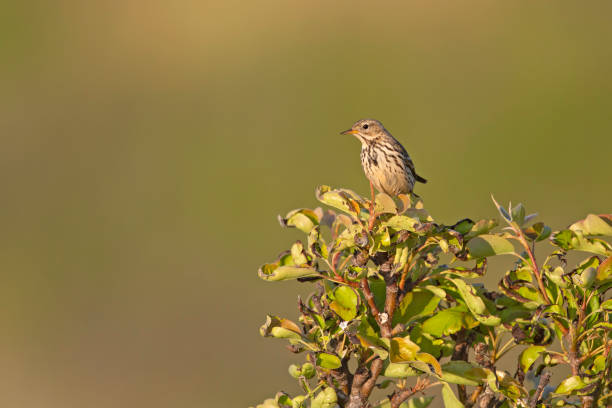 istock Meadow Pipit (Anthus pratensis) perched on a bush in the late evening in Denmark. 1251085771