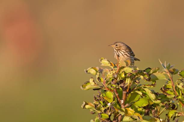 istock Meadow Pipit (Anthus pratensis) perched on a bush in the late evening in Denmark. 1251085778