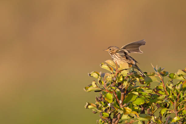 istock Meadow Pipit (Anthus pratensis) perched on a bush in the late evening in Denmark. 1251085786