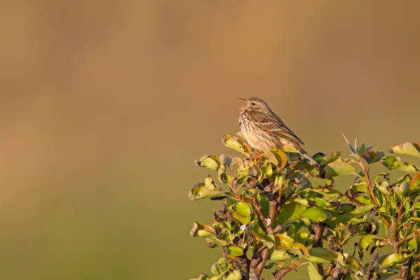 istock Meadow Pipit (Anthus pratensis) perched and singing on a bush in the late evening in Denmark. 1251085834