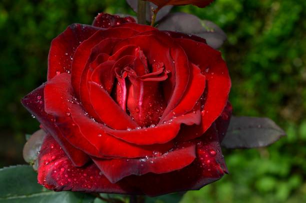 istock raindrops on the petals of a red rose 1251086510