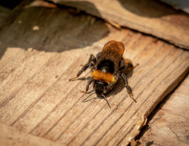 istock White-Tailed Bumblebee in the Sun 1251087404
