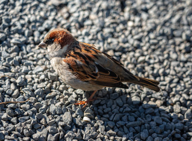 Close-Up Of Sparrow on the ground