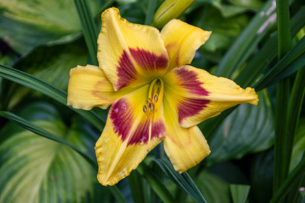 istock Beautiful flower in a park in Germany 1251090290