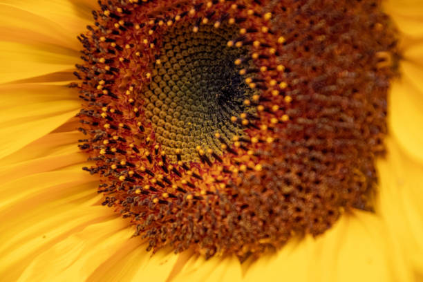 istock Beautiful flower in a park in Germany 1251090872