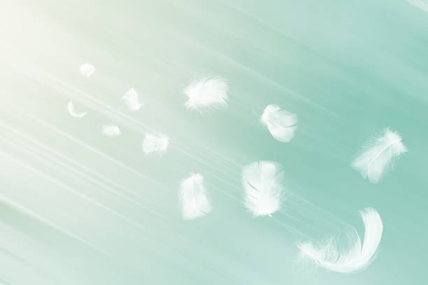 istock White feathers floating in the sky with sunlight pastel 1251092838