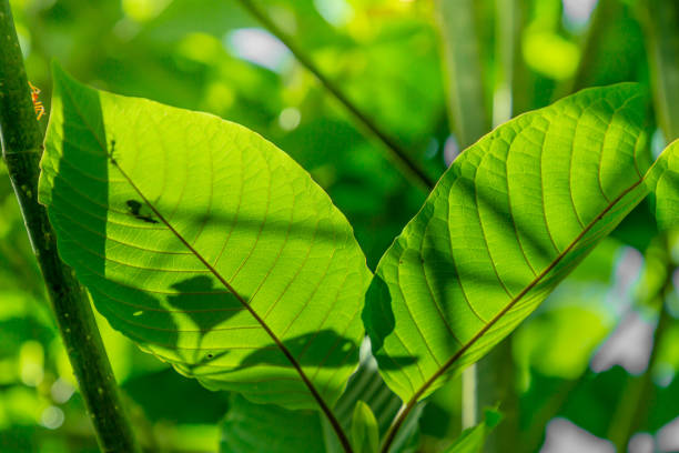 Mitragyna speciosa korth (kratom) grows in the south of Thailand.,Thailand,herb. stock photo