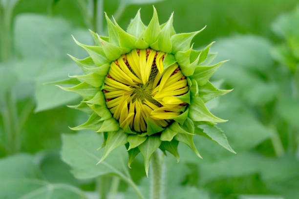 istock Beautiful sunflower in the field. 1251095421