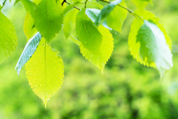 wet leaves of elm tree with raindrops close up in city park after rain in summer with blurred background (focus on the lower leaf)