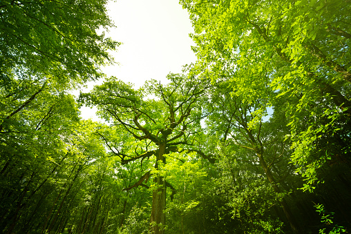 Forest of Brocéliande Brittany greenery mystical Arthurian legend Merlin the enchanter