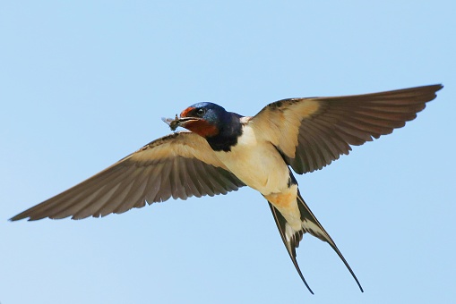 An adult Swallow catches flies for it's newly fledged young