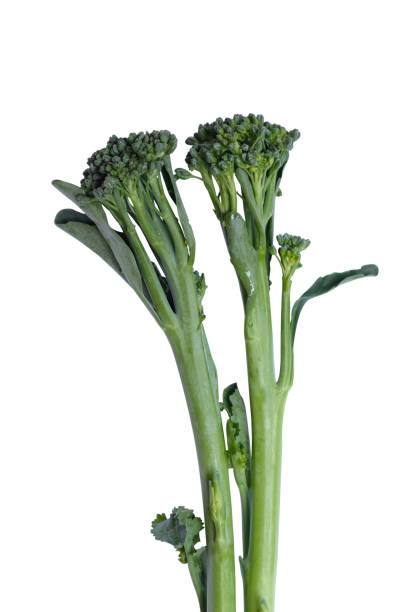 istock Broccoli Rabe isolated on white background. 1251097024
