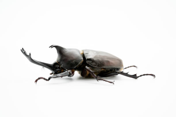 istock Japanese horned beetle on white background 1251098129