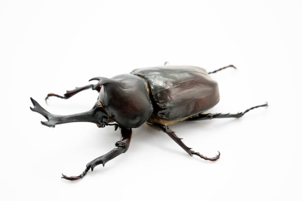 白い背景に日本の角カブトムシ - rhinoceros beetles ストックフォトと画像