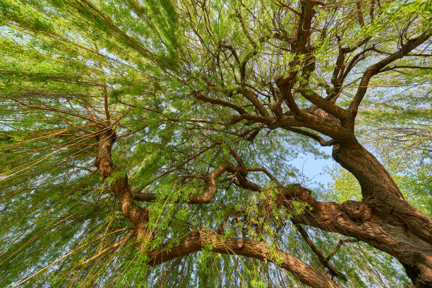 istock Foliage of a Weeping willow ( populus flere ) early spring light. With Ultra Wide Angle. In Stuttgart castle garden. 1251099007