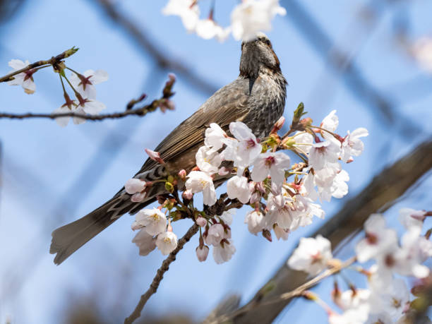 istock Japanese brown eared bulbul in cherry blossoms 2 1251099546
