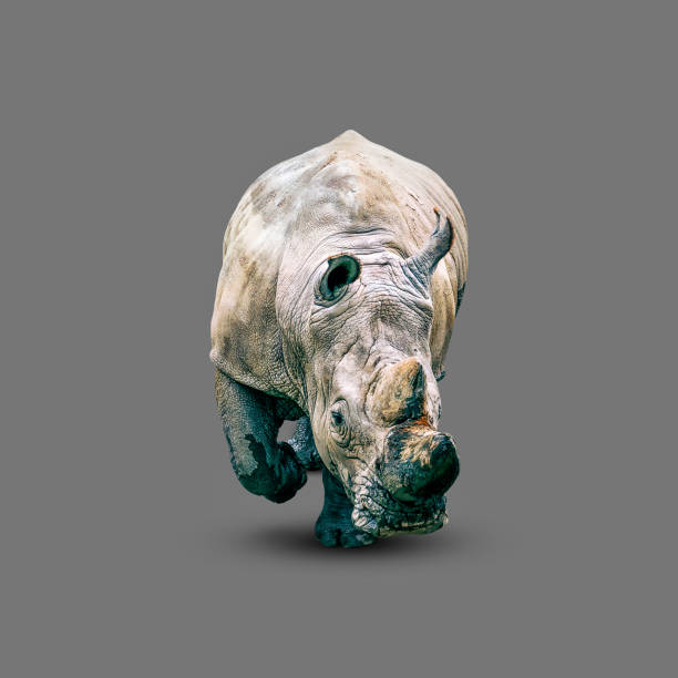 istock Rhino isolated on a gray background. Wild animals. 1251100235