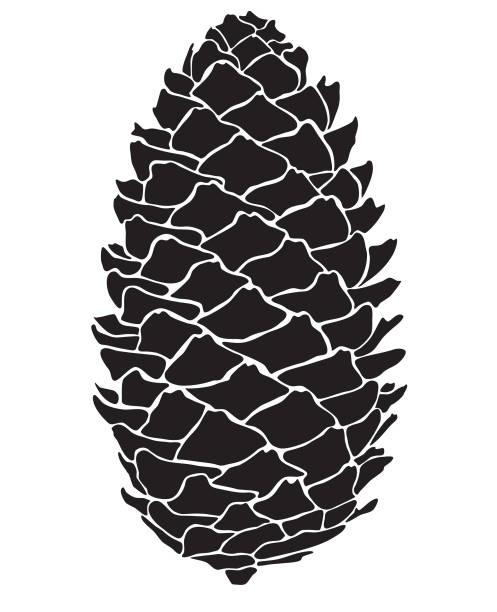 данные вектора соснового конуса в черно-белом цвете - pine cone stock illustrations