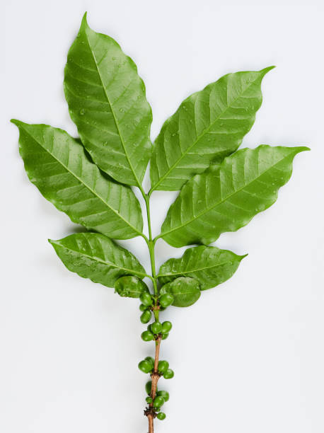 istock Wet green coffee branch with berries 1251102599