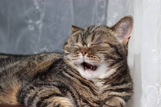 istock A cat with a look to endure a yawn. 1251102627