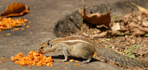 An Indian Squirrel eating food in Mysore/Karnataka.