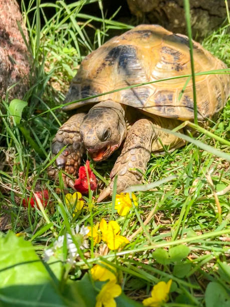 istock Tortoise eating in the garden 1251104686