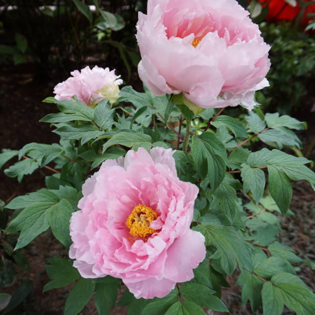 istock Bouquet of fresh pink peonies 1251104890