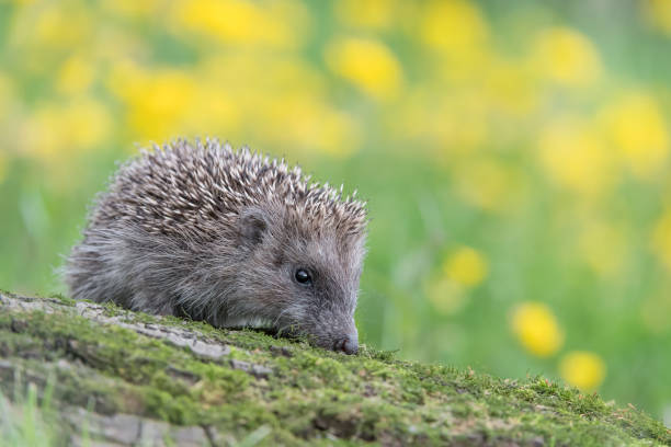 istock Beautiful portrait of Hedgehog (Erinaceus europaeus) 1251105010
