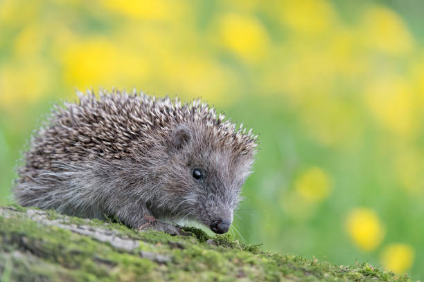 istock The Hedgehog among the flowers (Erinaceus europaeus) 1251105012