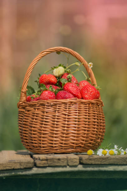 istock Strawberries in a basket. Harvesting strawberries 1251105173