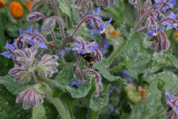 istock Bumble bee feeding on wildflowers 1251107108