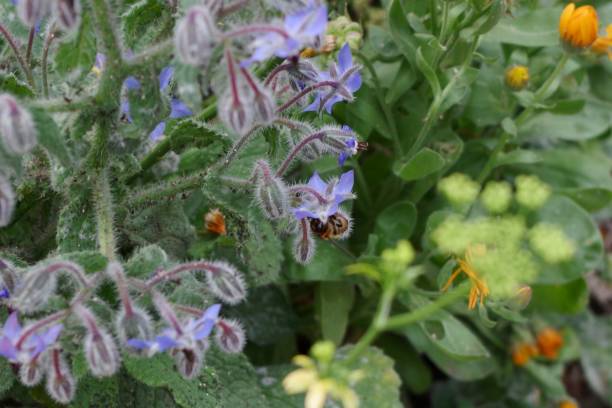 istock Bumble bee feeding on wildflowers 1251107177