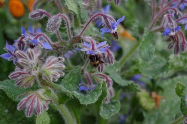 Bumble bee feeding on wildflowers