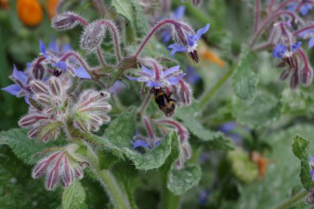 istock Bumble bee feeding on wildflowers 1251107232