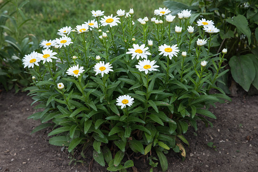 wide angle view of a medium sized cluster of white daisy blossoms