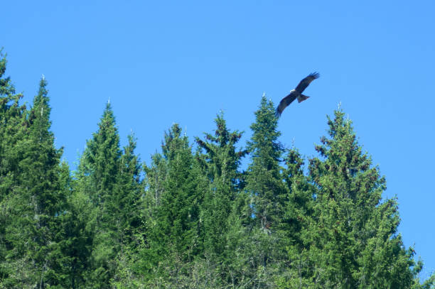 istock An predatory bird flies over the trees looking for prey 1251109216