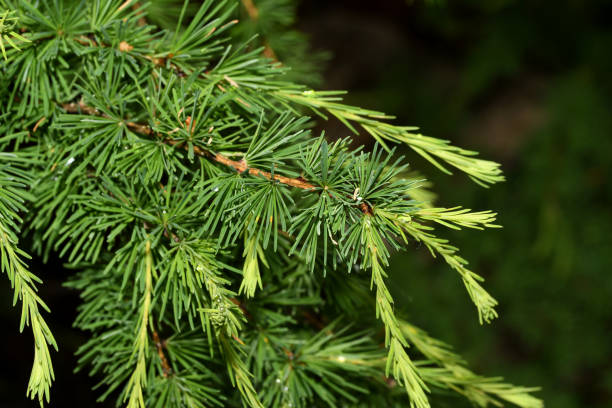 istock young branches of larch on the tree 1251112213