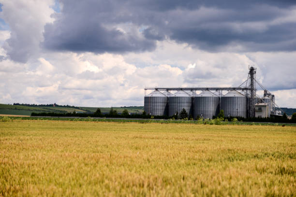 istock Cereal field with silos in the distance 1251113435