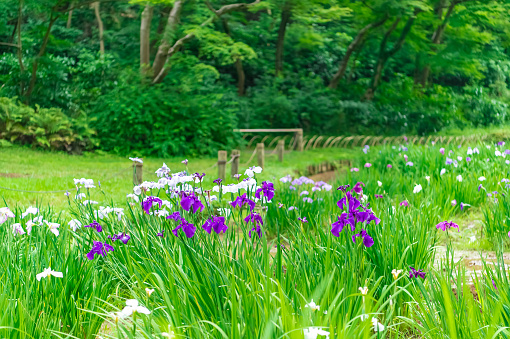 Many irises blooming in a park in Yoyogi, Shibuya-ku, Tokyo