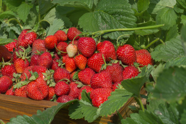 茂みの近くに赤いイチゴが入った木箱 - strawberry plant bush cultivated ストックフォトと画像