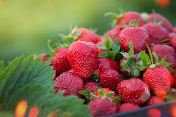 istock Fresh juicy strawberries. Strawberries with strawberry leaf 1251114880