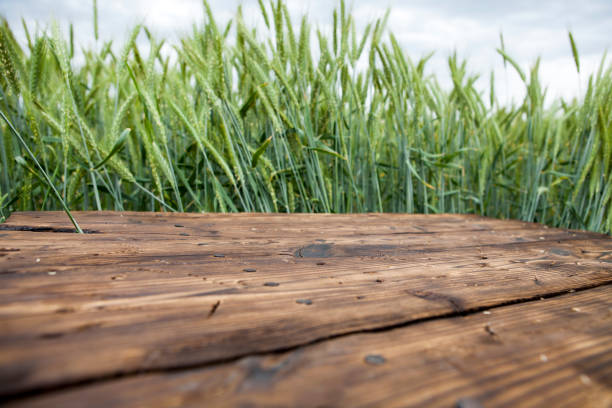 Old brown board erected in a field of rye in spring