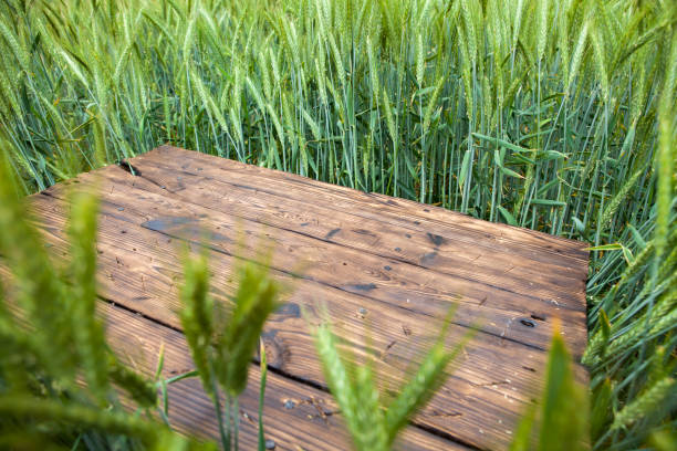 Old brown board erected in a field of rye in spring